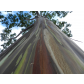 276_Volker_Leisten_Regenbogeneucalyptus