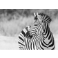 30_Zebrastreifen