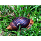 102_Schnecke