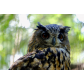 239_Chriss_Hass-Guthrie_Owl