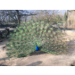 80_Nina_Markgraf_Pfau_Hagenbeck