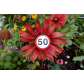 76_Ecchinacea